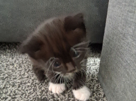 Forever home. For 4 beautiful Kittens