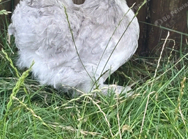 Pekin bantam pullet lavender splash