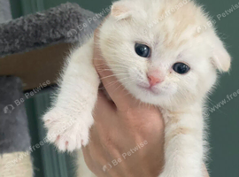 SCOTTISH FOLDS READY TODAY CHAMPION BLOODLINES