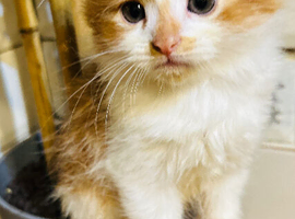 Kittens