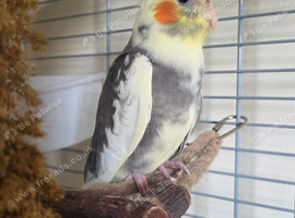 12 weeks old male cockatiel