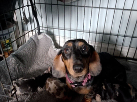 Smoothed hair dachshund miniature