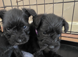 Miniature Schnauzers