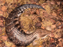 Blue tongued skink-unsexed