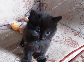 Playful Kittens for sale.  From 35 00 pounds.