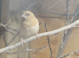Benaglese finches for sale