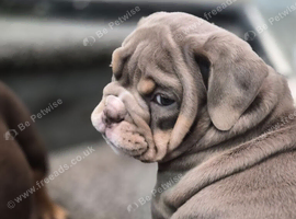 Outstanding healthy Puppies
