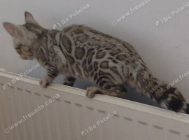 Beautiful Rosetted bengal kittens