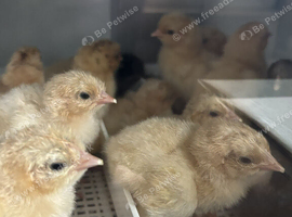 Buff Orpington newly hatched chicks (unsexed)