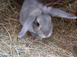 Male mixed lionhead rabbits