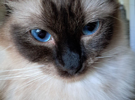 Pure bred beautiful Ragdoll