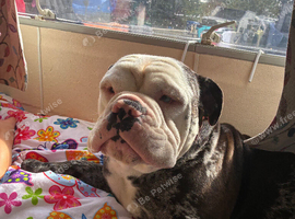 English bulldog male