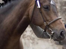 16&rsquo;2 german warmblood x Appaloosa