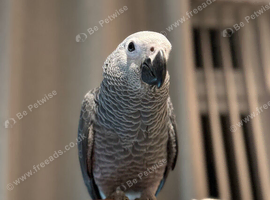 HandReared super tame grey