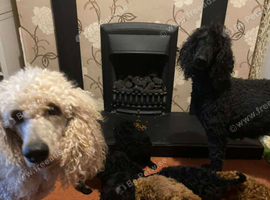 Excellent standard poodles for sale