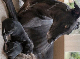 * First Cross Lurcher Pups for Sale