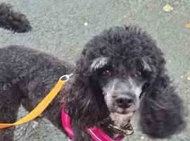 5 year old toy poodle female