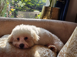 10 month old puppy for urgent sale