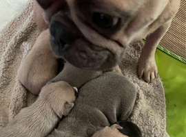 Bullhuahua Boys  French Bulldog Mam - Chihuahua Dad