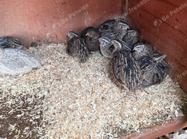 26 adult quails for sale