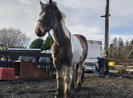 Stunning 4yo cob x