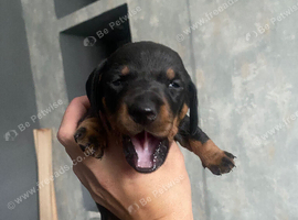 Miniature dachshund