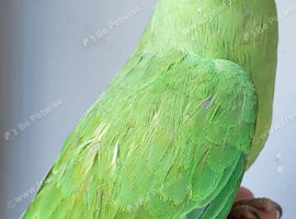 Rare Baby Double split Opaline and Cleartail ringneck Parrot Baby