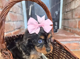 Health tested f1 cavapoo puppies