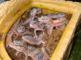 hypo leopard geckos
