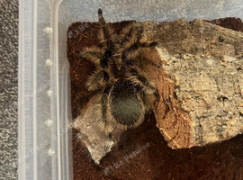 Tarantulas for sale