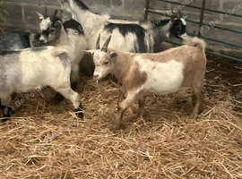 Pygmy kids
