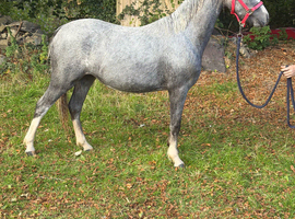 Top class yearling filly