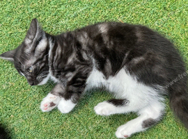 Gorgeous tuxedo kittens