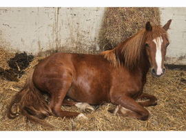 Welsh section a pony