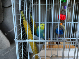 Budgie and set up for sale