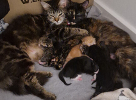 Maincoon cross kittens