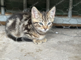 Mixed colours of beautiful cross breed kittens