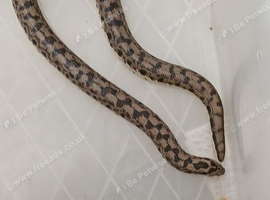 russian brown sand boas