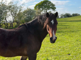 Welsh d gelding