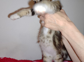 Rehome kittens