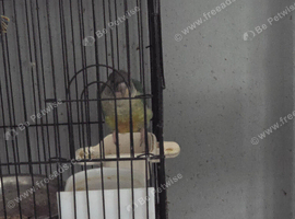 Pine apple conure