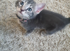 Grey Savannah cross female kitten. West Wimbledon area. &pound;300