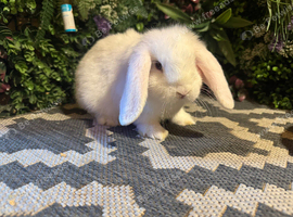 X2 blue eyed white mini lop boys