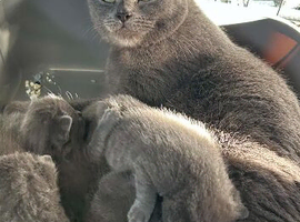 british blue kittens