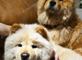 Two female Chow's
