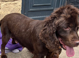 Cocker spaniel puppies
