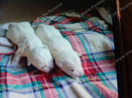 Westie puppies