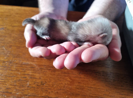 6 Baby Ferrets (Kits) for sale