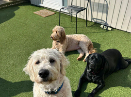 AdorableDouble Doodle puppies (hypoallergenic)