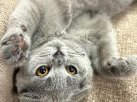 Beautiful Scottish fold kittens
